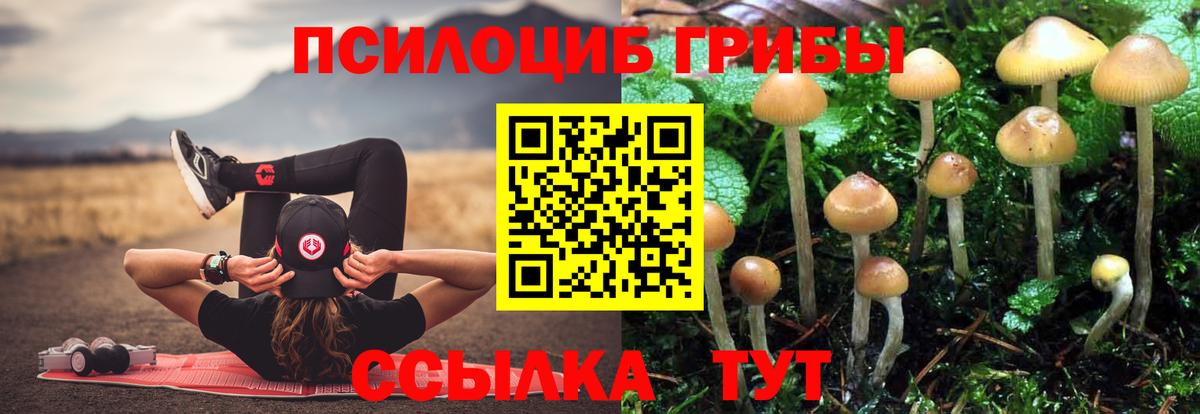 Сургут  Псилоцибиновые грибы GOLDEN TEACHER  цена наркотик  Галлюциногенные грибы Psilocybe  Вход с VPN 